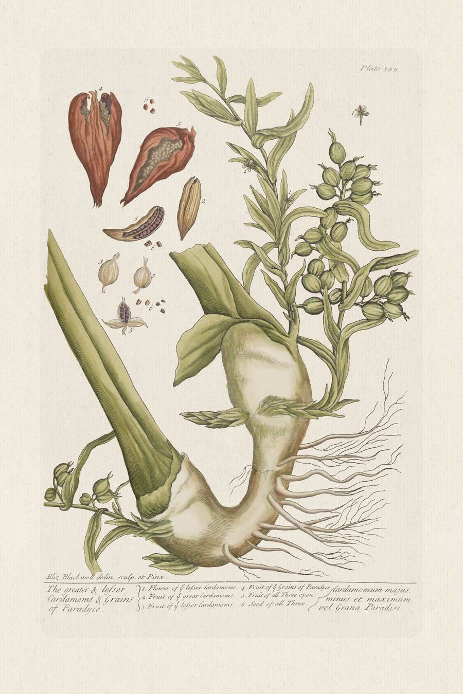 BEE 385 grains of Paraduce